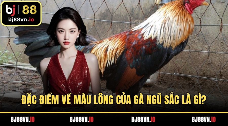 Đặc điểm về màu lông của gà ngũ sắc là gì?