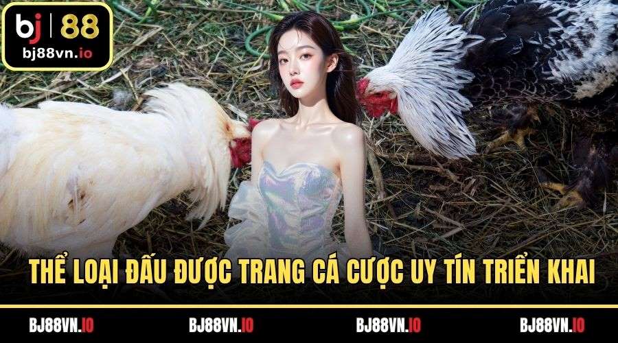 Nhiều thể loại đấu kê được trang cá cược uy tín triển khai