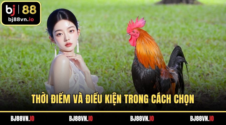 Thời điểm và điều kiện trong cách chọn chiến kê qua dáng đi