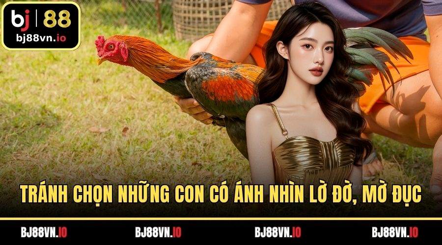 Tránh chọn những con có ánh nhìn lờ đờ, mờ đục