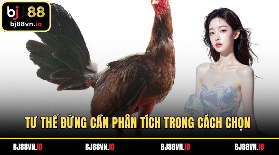 Tư thế đứng cần phân tích trong cách chọn chiến kê qua dáng đi